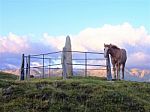 Horse In The Mountain Stock Photo