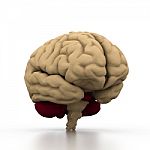 Human Brain Stock Photo