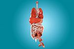 Human Digestive System Stock Photo