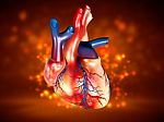 Human Heart Stock Photo