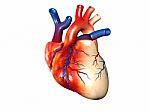 Human Heart Stock Photo