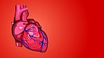 Human Heart Stock Photo