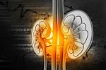 Human Kidney Cross Section Stock Photo