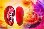 Human Kidney In Abstract Background Stock Photo