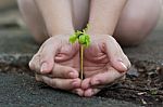 Human Lady Hands Protect The Tamarind Sprout Stock Photo