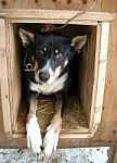 Husky Dog Stock Photo