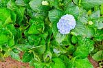 Hydrangea Blue Flower With Green Leaves Stock Photo