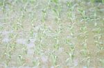 Hydrophonic Plantation Of Vegetable Salad Stock Photo