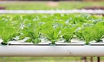 Hydroponic Vegetable Farm Stock Photo