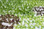 Hydroponics Vegetable Farm Stock Photo