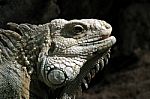 Iguana Stock Photo