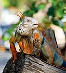 Iguana Reptile Stock Photo