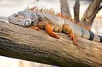 Iguana Reptile Sitting Stock Photo