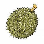 Illustration Of Durian- Illustration Stock Photo