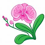 Illustration Of Orchids Flower Vecter Stock Photo