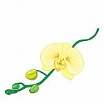 Illustration Of Orchids Flower Vecter On White Background Stock Photo