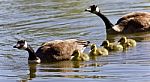 Image Of A Family Of Canada Geese Swimming Stock Photo