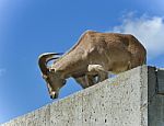 Image Of A Goat Looking Down From The Top Stock Photo