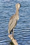 Image Of A Great Blue Heron Cleaning Feathers Stock Photo