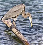 Image Of A Great Blue Heron Drinking Water Stock Photo