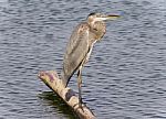 Image Of A Great Blue Heron Standing On A Log Stock Photo