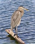 Image Of A Great Blue Heron Standing On A Log Stock Photo