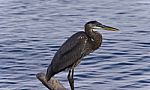 Image Of A Great Blue Heron Standing On A Log Stock Photo