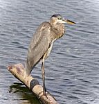 Image Of A Great Blue Heron Standing On A Log Stock Photo