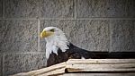 Image Of A North American Eagle Looking Aside Stock Photo