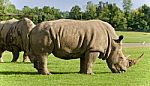 Image Of Two Rhinoceroses Eating The Grass Stock Photo