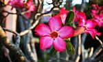 Impala Lily Stock Photo