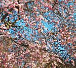 In London Park The Pink Tree And Blossom Flowers Natural Stock Photo