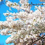 In London   Park The White Tree And Blossom Flowers Natural Stock Photo