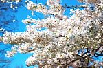 In London   Park The White Tree And Blossom Flowers Natural Stock Photo