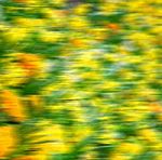 In London Yellow Flower Field Nature And Spring Stock Photo