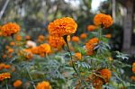 Indian Beautiful Flowers Stock Photo