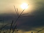 Indian Goose Grass Silhouetttes With Sunlight In The Background Stock Photo