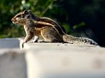 Indian Palm Squirrel Stock Photo