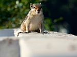 Indian Palm Squirrel Stock Photo