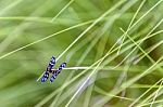 Insect Mating On Green Grass Background Stock Photo