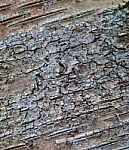 Interesting Pattern Of The Bark Of A Tree Stock Photo