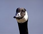 Isolated Funny Photo Of A Cute Canada Goose Stock Photo