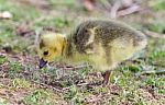 Isolated Image Of A Chick Of Canada Geese Stock Photo