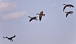 Isolated Image Of Several Canada Geese Flying Stock Photo