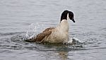 Isolated Image Of The Expressively Swimming Canada Goose Stock Photo