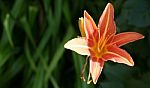 Isolated Lily Flower Stock Photo