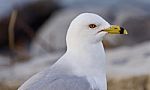 Isolated Photo Of A Gull Looking For Food Stock Photo