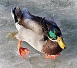 Isolated Photo Of A Mallard Walking On Ice Stock Photo