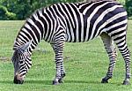 Isolated Photo Of A Zebra Eating The Grass Stock Photo