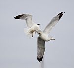 Isolated Photo Of Two Fighting Gulls Stock Photo